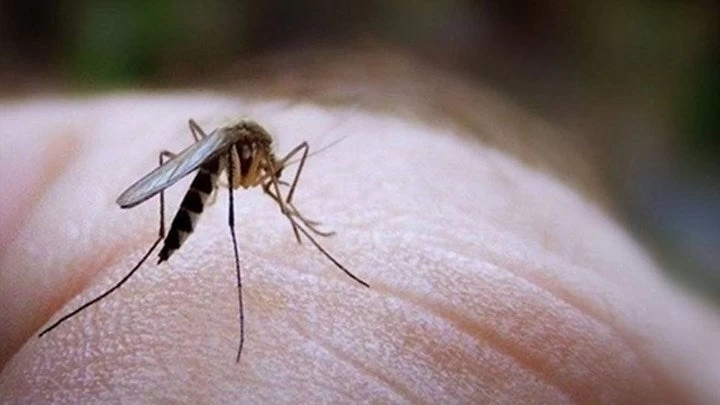 «Συναγερμός» από την επανεμφάνιση του ιού του Δυτικού Νείλου – Τι συμβουλεύει ο Εθνικός Οργανισμός Δημόσιας Υγείας